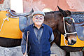 Donkeys of Santorini Mule Path, Fira, Santorini island (Thira), Greece.