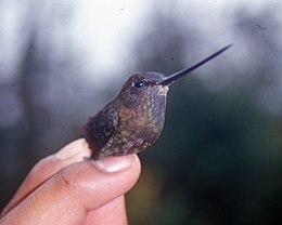 Zöldarcú dárdacsőrűkolibri (Doryfera ludovicae)