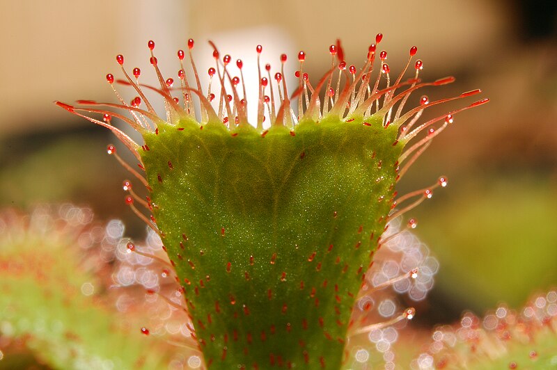 File:Drosera slackii leaf Darwiniana.jpg