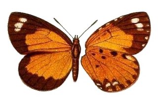 <i>Obania subvariegata</i> Species of butterfly