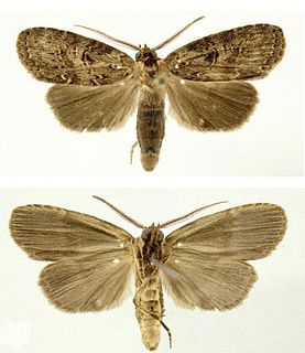 <i>Dunama jessiebancroftae</i> Species of moth