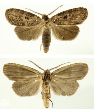 <i>Dunama jessiebancroftae</i> Species of moth