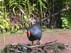 Fil: Dusky Moorhen sherwood.ogv