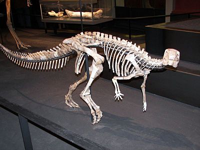 Dysalotosaurus.jpg