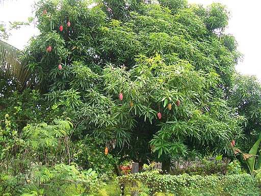 E9211-Nadi-mango-tree