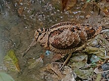 Eurasian Woodcock, Mangpoo, Darjeeling, West Bengal EURASIAN-WOODCOCK-MANGPOO.jpg