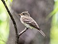 Thumbnail for File:Eastern wood pewee (71100).jpg