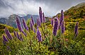 "Echium_candicans_at_Montado_do_Paredão_in_Curral_das_Freiras,_Câmara_de_Lobos,_Madeira,_2023_May.jpg" by User:Ximonic