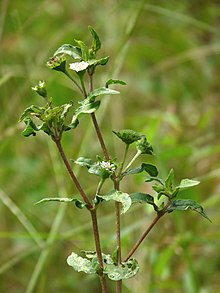 in Kerala, India Eclipta prostrata at Kadavoor.jpg