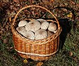 Edible fungi in basket 2019 G2.jpg