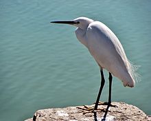 Egretta garzetta