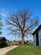 Oak in Witzmoning