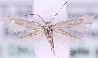 <i>Elachista lastrella</i> Species of moth