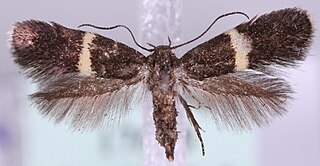 <i>Elachista unifasciella</i> Species of moth
