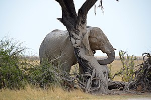 Elefante: Etimoloxía, Taxonomía, Anatomía e morfoloxía