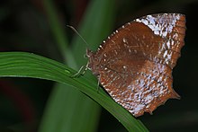 Elymnias caudata on Kadavoor.jpg