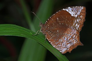 <i>Elymnias caudata</i> Species of butterfly