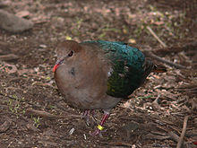 Pacific emerald dove Emerald dove444.jpg