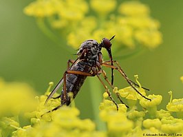 Empis rustica