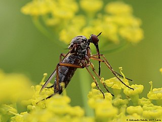 <i>Empis rustica</i> Species of insect