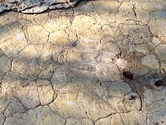 Dinoplagne Footprints.jpg