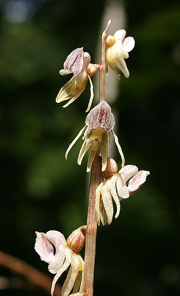 File:Epipogium aphyllum Luxembourg 063.jpg