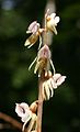 Blattloser Widerbart (Epigonium aphyllum)