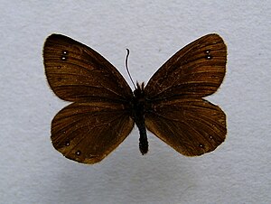 Erebia pluto.jpg