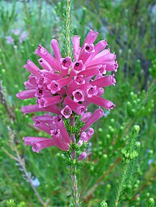 Erica verticillata қызғылт түсті.JPG