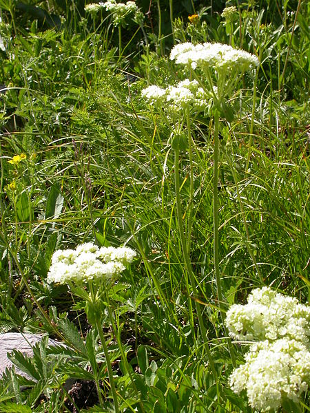 File:Eriogonum umbellatum (5006097825).jpg