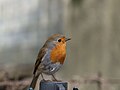 Erithacus rubecula in Germany