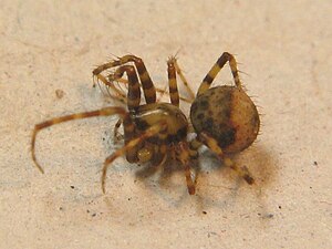 Araña-devoradora de dos jorobas (Ero furcata), hembra preparada en la Colección Zoológica Estatal de Munich