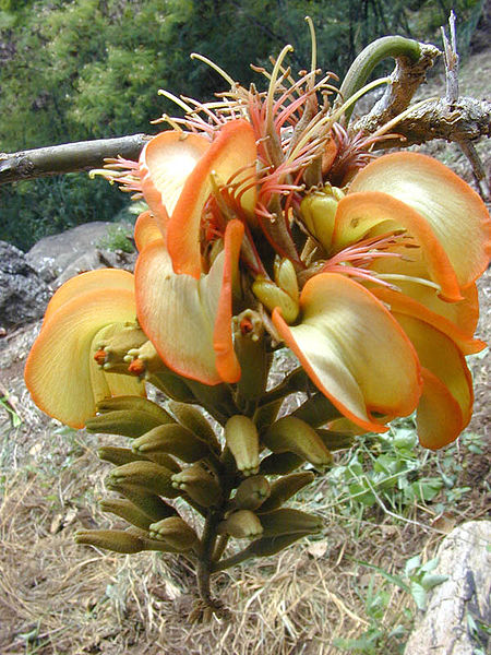 Fichier:Erythrina sandwicensis flower.jpg
