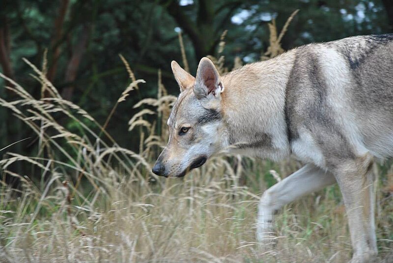 File:Eska der Tschechoslowakische Wolfhund im freien.jpg