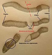 Esquema geral de regeneração de Lumbricus sp.jpg