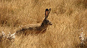 Ethiopian Highland Hare (Lepus starcki) in grass.jpg
