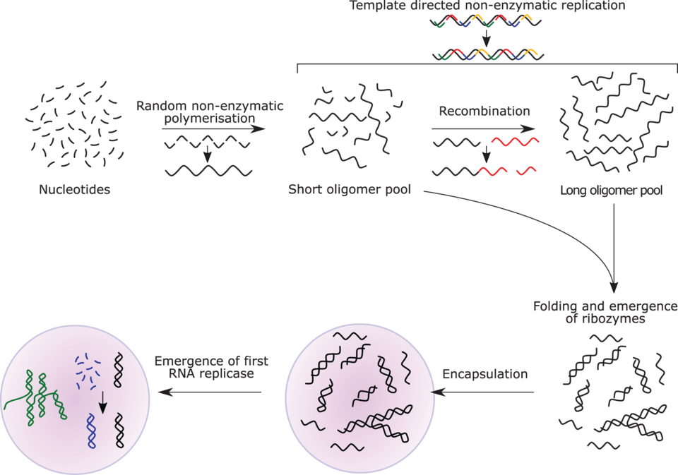 The RNA world hypothesis proposes that undirected polymerisation led to the emergence of ribozymes, and in turn to an RNA replicase.