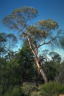 <i>Eucalyptus oldfieldii</i>