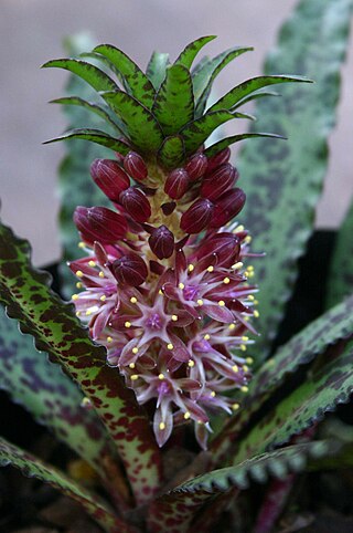 <i>Eucomis vandermerwei</i> Species of flowering plant