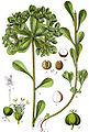 Euphorbia helioscopia vol. 7 - plate 26 in: Jacob Sturm: Deutschlands Flora in Abbildungen (1796)