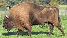 File:American Bison hunting action.jpg - Wikimedia Commons