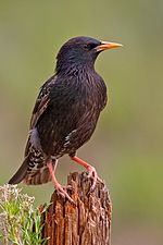 Miniatura para Sturnus vulgaris