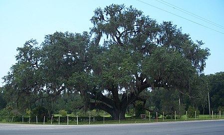 Quercus virginiana