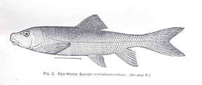 Descrizione immagine FMIB 34240 Red Horse Sucker (Catostomus ardens) .jpeg.