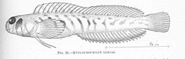 Omobranchus rotundiceps