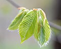 Thumbnail for File:Fagus grandifolia (American Beech) (27101355691).jpg