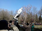 Ainakin yksi Hmelnytskyin kaupungin Lenin-patsas sai kyytiä Euromaidan-mielenosoituksissa 21. helmikuuta 2014.