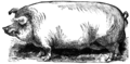 Etching of a hog