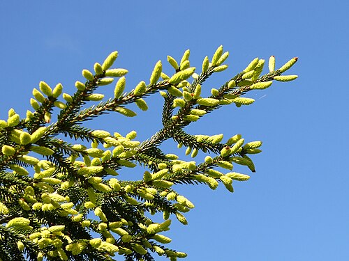 Der Mai-Austrieb der Fichte: grüne Zweige gegen blauen Himmel.