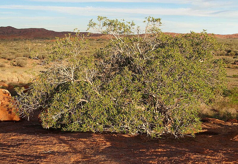File:Ficus platypoda in rocks.jpg
